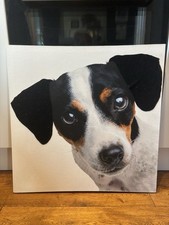Jack russell canvas for sale  WINDERMERE