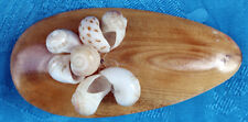 Haarspange muscheln gebraucht kaufen  Bonn
