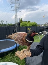Fasan tierpräparat ausgestopf gebraucht kaufen  Essen