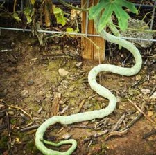 Giant snake gourd for sale  Red Lion