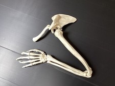 Vintage anatomical human for sale  SOUTHAMPTON