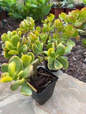 Live jade succulent for sale  San Clemente