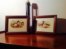 Stampe antiquariato stile usato  Potenza