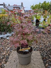 Acer palmatum japanese for sale  LARGS