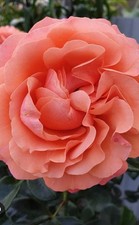 Coral garden bush for sale Coral garden bush for sale  NOTTINGHAM