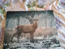 Stag picture for sale  NEWPORT