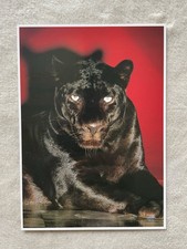 Xxl schwarzer panther gebraucht kaufen Xxl schwarzer panther gebraucht kaufen  Menden (Sauerland)