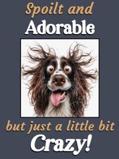 Sprocker springer spaniel for sale  SHREWSBURY