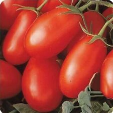 Organic roma tomato for sale  Philadelphia