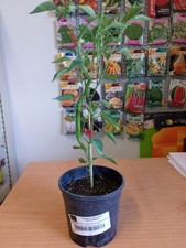 Pianta peperoncino cheyenne usato  Fallo