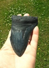 Genuine megalodon shark for sale  WESTON-SUPER-MARE