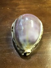 Real seashell night for sale  Greenville