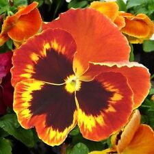 Pansy swiss giant for sale  SALISBURY