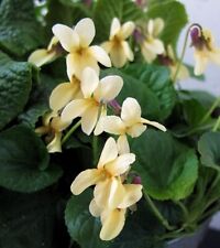 VIOLA ODORATA SULFUREA 'ELEGÂNCIA IRLANDESA', AMARELO DOCE VIOLETA comprar usado  Enviando para Brazil