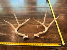 rattling antlers for sale  Abilene