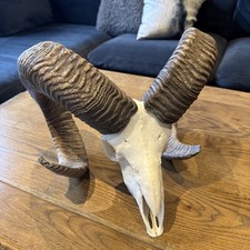 Large ram skull for sale  MIDDLESBROUGH
