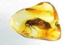 Prehistoric insect trapped for sale  Dixon
