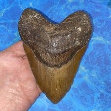 Megalodon shark tooth for sale  Charlotte