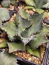 Premium agave corona for sale  New Braunfels