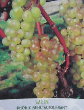 Vitis phoenix weiße gebraucht kaufen  Wuppertal