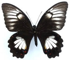 Papilio aegeus thello gebraucht kaufen Papilio aegeus thello gebraucht kaufen  München