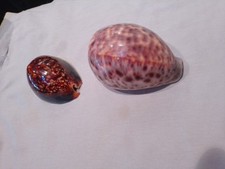 Lot coquillage cypraea d'occasion  Carnoux-en-Provence