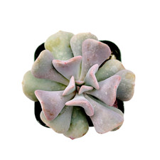 Echeveria cubic frost for sale  Morgan Hill