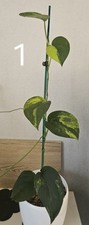 Scindapsus pictus jade gebraucht kaufen  Nachrodt-Wiblingwerde