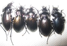Carabidae carabus nemoralis d'occasion  Fontenay-sous-Bois