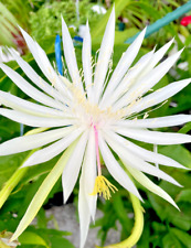 Night blooming cereus for sale  Houston