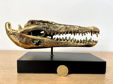 Sculpture crâne crocodile d'occasion  Savigny-sur-Orge