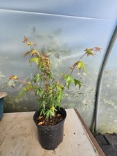Acer tree japanese for sale  FORRES