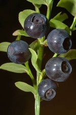 Graines myrtille ameliore usato  Spedire a Italy