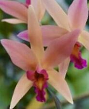 Laelia santa barbara for sale  Bogalusa