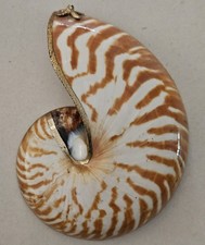 Vintage natural nautilus for sale  USA