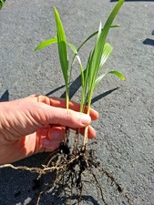 10x trachycarpus fortunei gebraucht kaufen 10x trachycarpus fortunei gebraucht kaufen  Uelsen