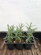 Rosemary live plants for sale  Gurnee