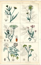 Botanica samphire stampa usato  Latina
