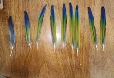 Colorful jenday conure for sale  Sanford