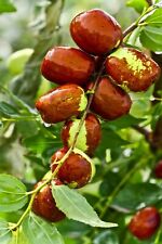 Jujube fruit tree for sale  Saint Augustine