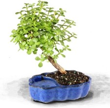 Live dwarf jade for sale  Long Beach