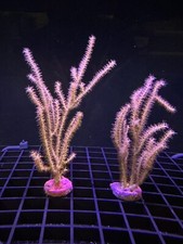 Live soft coral for sale  Tampa