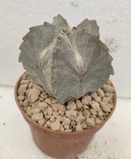 Astrophytum onzuka kikko usato  Brindisi