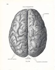 Stampa antica ANATOMIA CERVELLO medicina Sobotta 1931 Antique print comprar usado  Enviando para Brazil