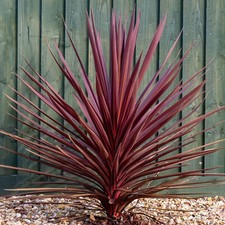 Cordyline torbay red for sale  UK