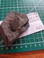 British fossil trilobite for sale  WHITCHURCH