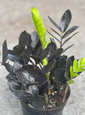 raven zz plant for sale raven zz plant for sale Morrisville