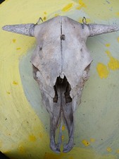Alter stier bullen gebraucht kaufen Alter stier bullen gebraucht kaufen  Dillingen/ Saar