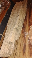 Rare large petrified for sale  Mabank