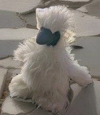 chicken silkie for sale chicken silkie for sale Saint Hedwig